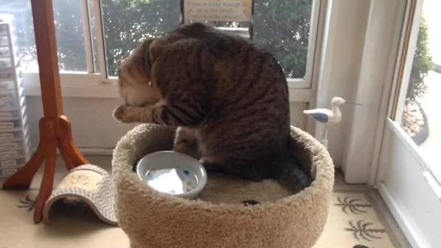 cat drinking on its paw