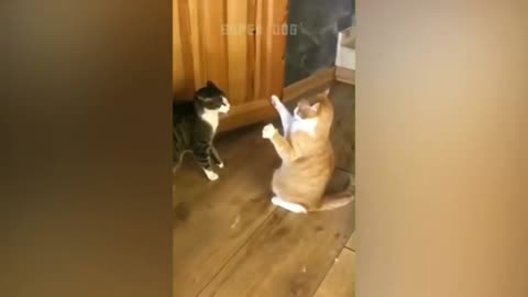 Cat fight