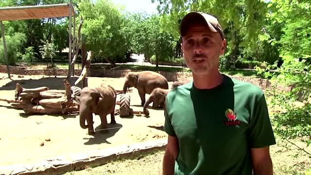 Elephants shield young amid Israeli rocket sirens