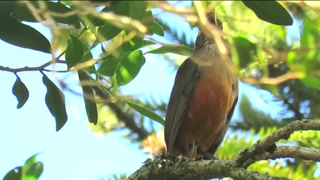 BIRD SABÁ ORANJEIRA