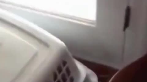 Funny cat videos 😂