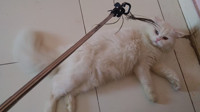 White Persian cat loves to play with feather