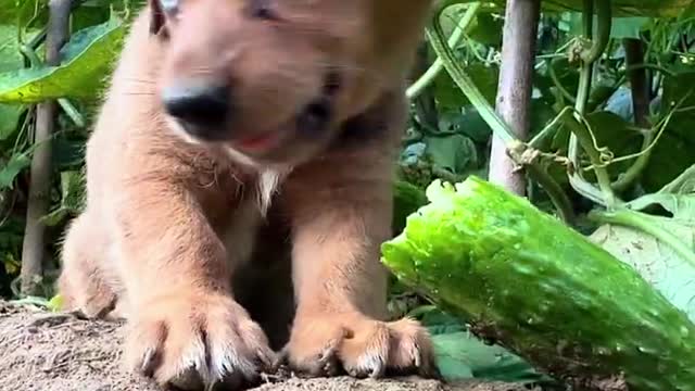 Steal to eat the melon