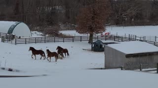 Stubborn playful horses