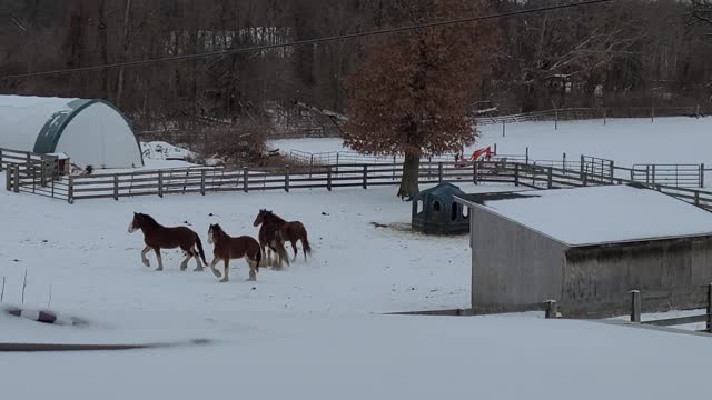 Stubborn playful horses