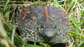 Rare Mexican Burrowing Toad Croaks Away