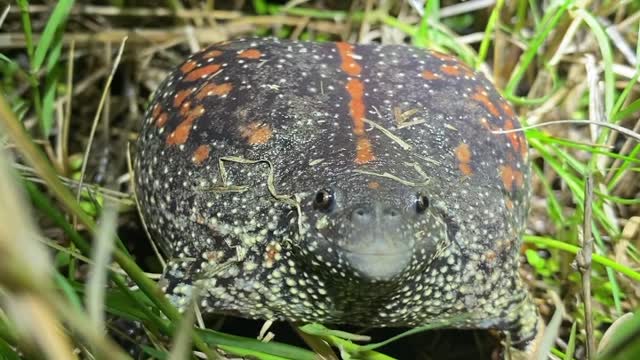 Rare Mexican Burrowing Toad Croaks Away