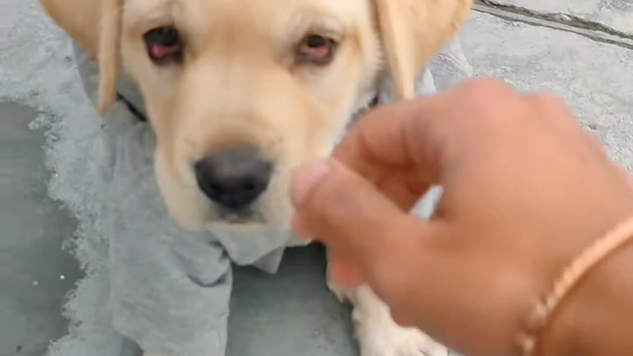 Lovely dog in winter