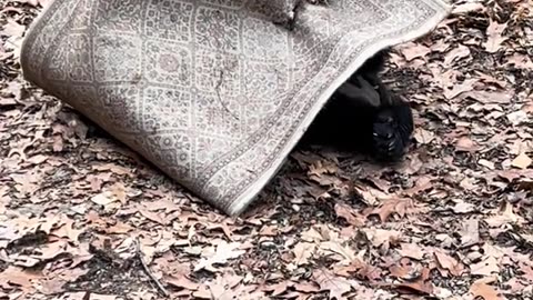 Black Bear Plays With Rug