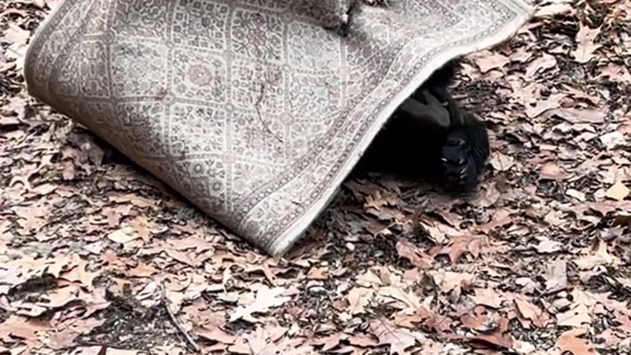 Black Bear Plays With Rug