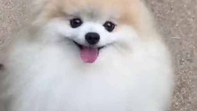 Cute dog video