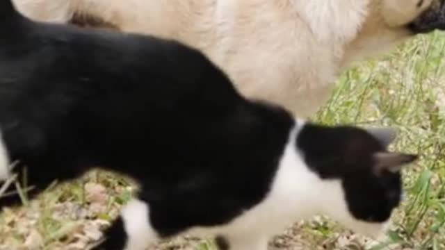 cat and dog walking together, so cute!!!