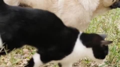 cat and dog walking together, so cute!!!