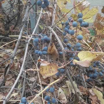 November Grapes