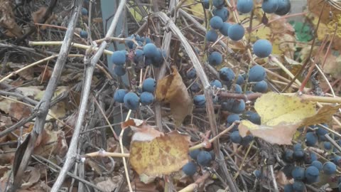 November Grapes