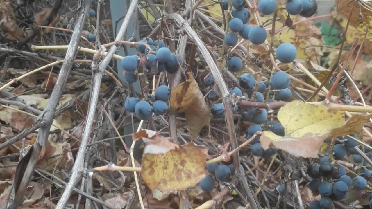 November Grapes