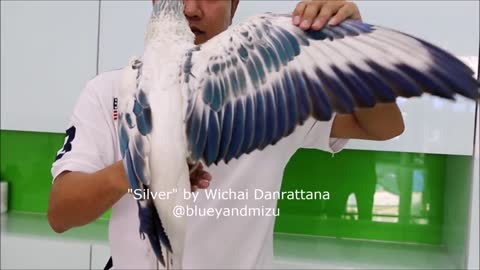 Macaw silver rarest parrot in the world