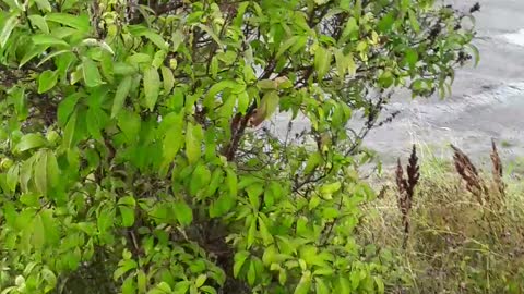 My esperiment has WORKED. The lilacs are blooming again. Homer, AK