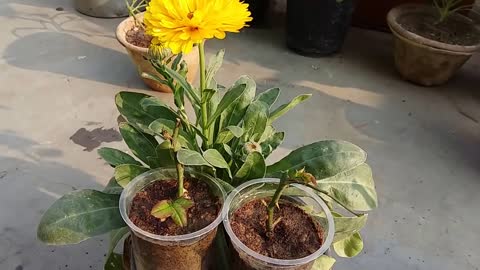 How to grow english roses by cutting