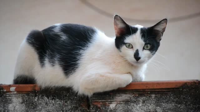 Beautiful Cat
