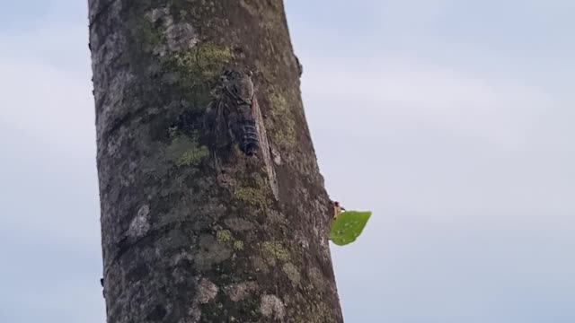 Cicadas make noises.