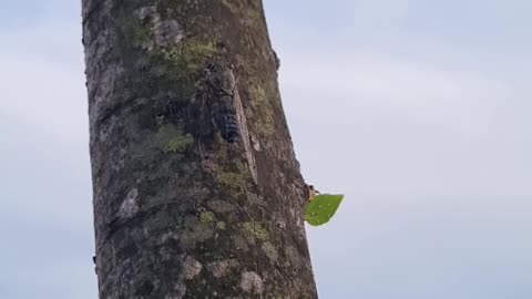 Cicadas make noises.