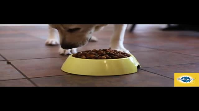 Best Adult Dry Dog Food For Your Loving Dog With Chicken Flavor