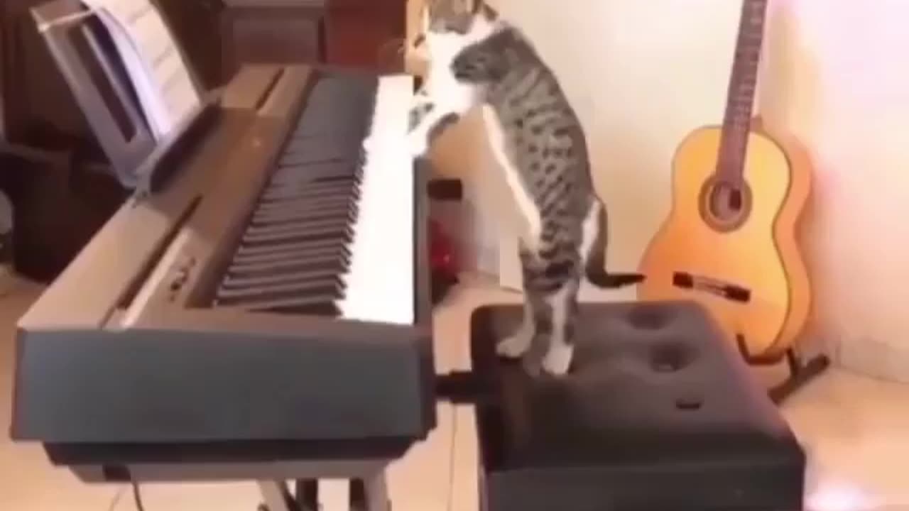 Cat playing a piano so well 😱😱