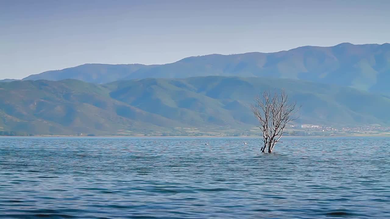 A submerged plant on a still lake