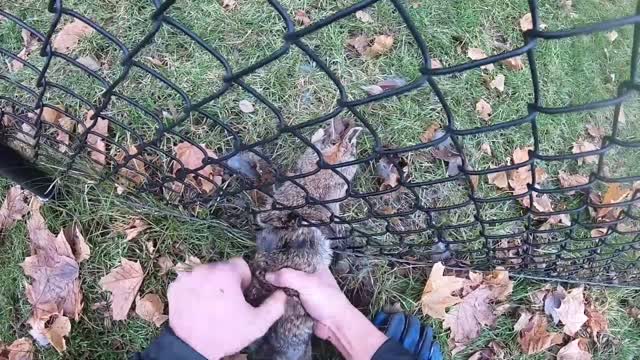 Man Frees Rabbit Trapped in Fence