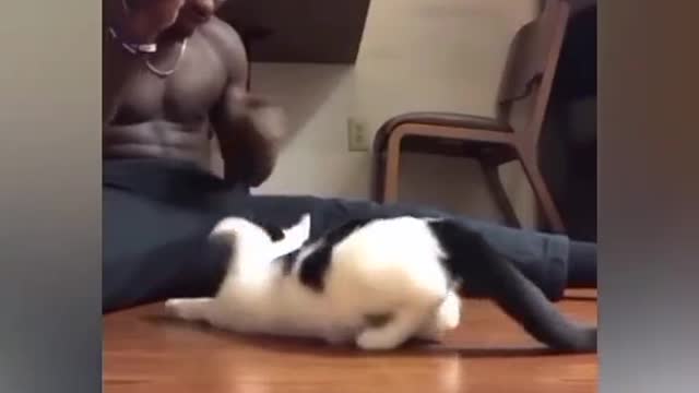 cat funny video