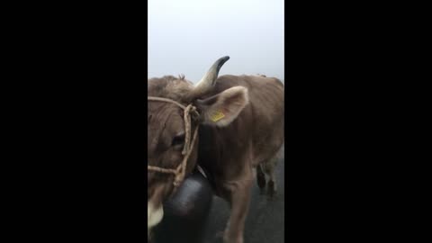 Swiss cows walking down the road.