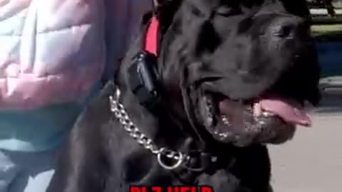 Dog Training in United State #39#