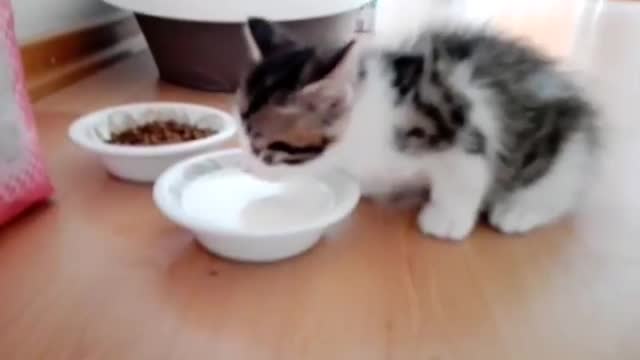 Kitty Krste drinking milk