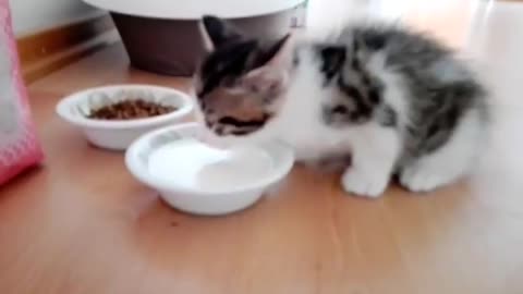 Kitty Krste drinking milk