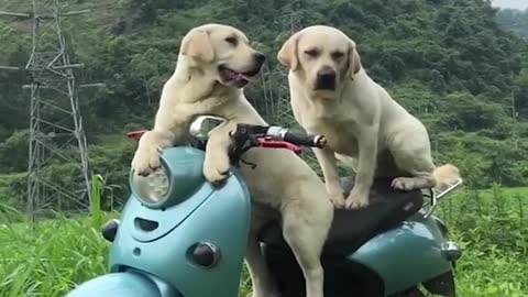 Funniest & Cutest Labrador Puppies #2 - Funny Puppy Videos 2021