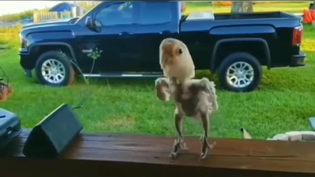 Music bird dance 70