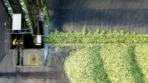 Harvesting Gold: Aerial View of Corn on Conveyo