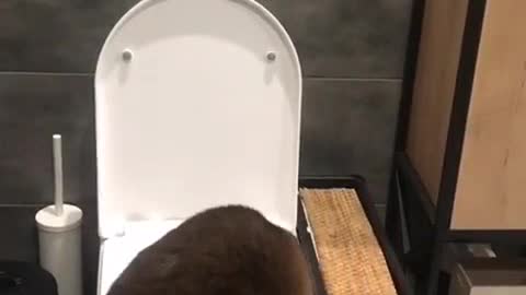 Reasonable cat