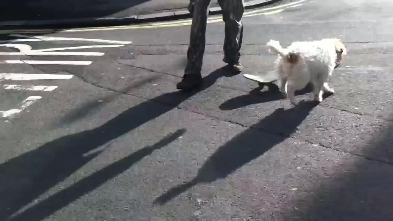 Dog on a skateboard!