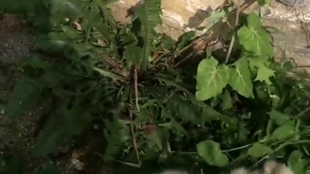 Funniest and Cutest Puppies