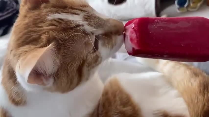 Cute cat taste ice cream funny reaction