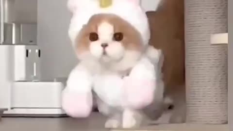 CUTE Baby kitty Funny Moment