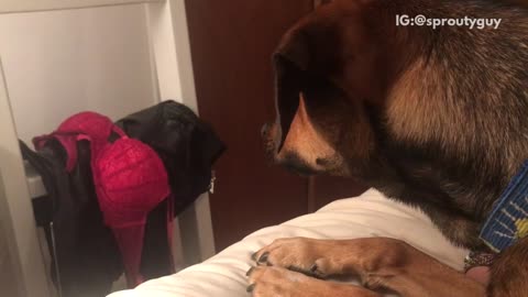 Brown dog on bed barks at red bra