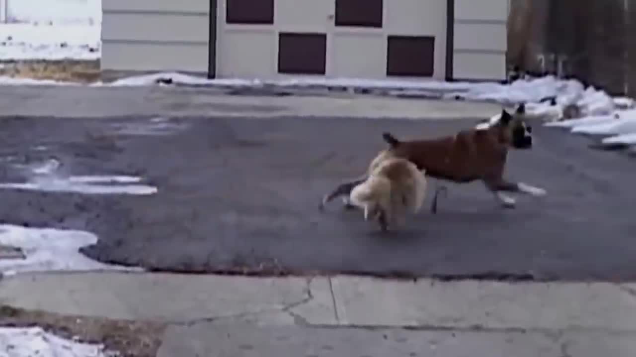Angry Cat vs Dog #funny videos. 2021 #02