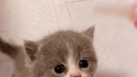 Newborn kitten can't stand still