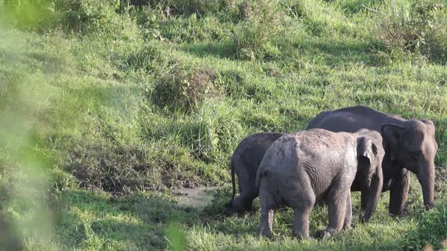 Elephants eat grass