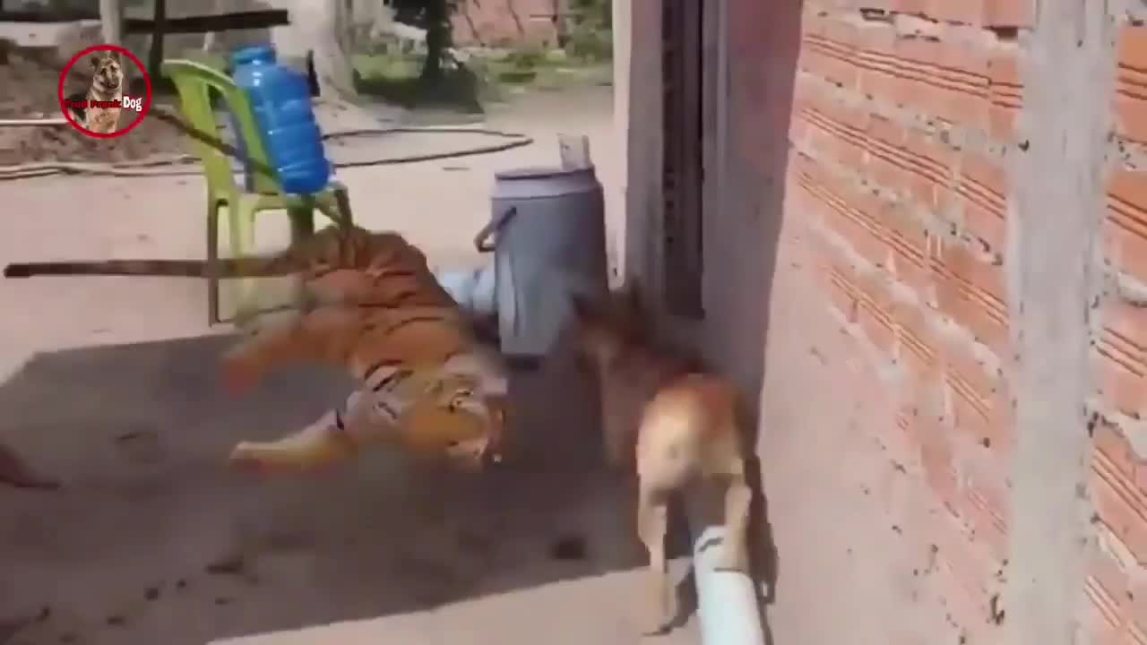 FUNNY DOGS REACTION ON FAKE TIGER PRANK | AnimalStories