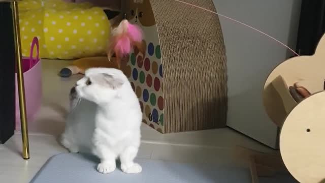 Short-legged Munchkin Cat