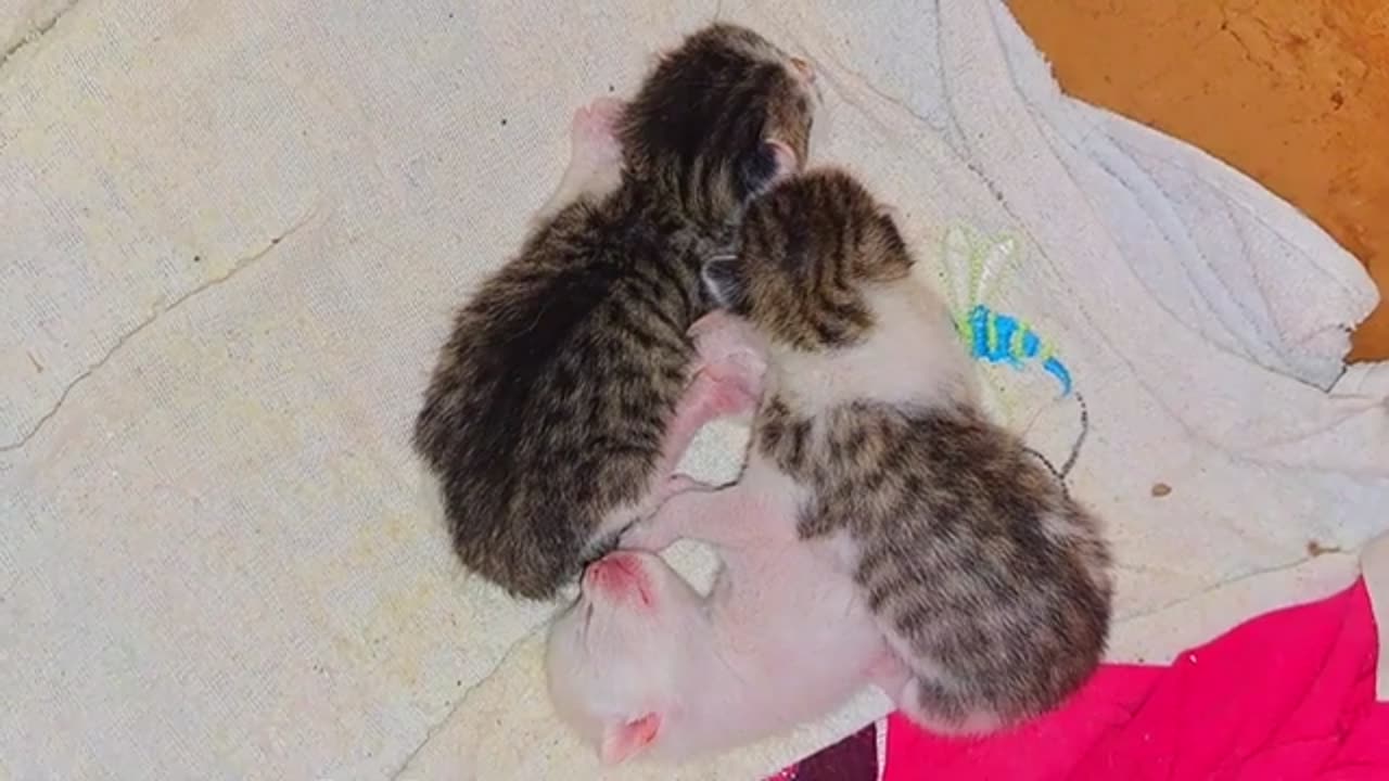 Newborn baby kittens are sleeping. His mother went hunting